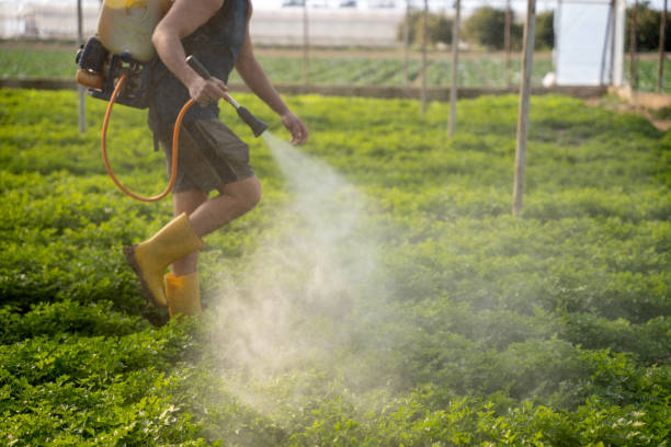 Best Mosquito Control Services  in Roosevelt, NY