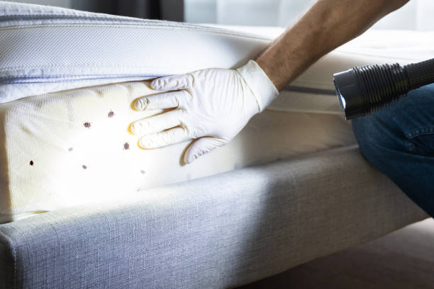 Best Bed Bug Extermination  in Roosevelt, NY