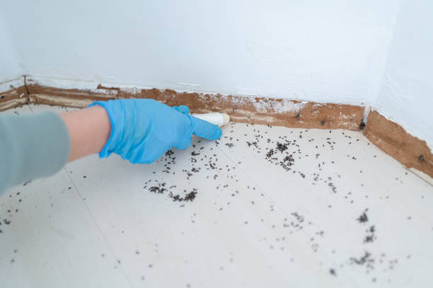 Best Wasp Removal Services  in Roosevelt, NY